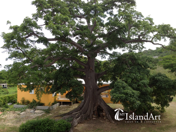 Majestic Silk Cotton tree on the grounds of the Gallery.